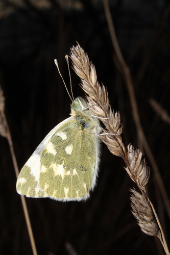 Bath White, Lleida, Spain, photo 6 of 10