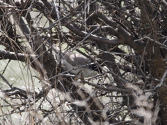 Curruca crassirostris