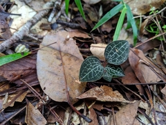 Anoectochilus formosanus