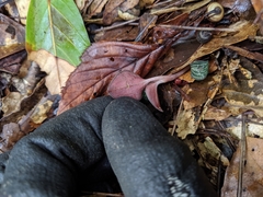 Anoectochilus formosanus