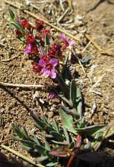 Ammannia luederitzii