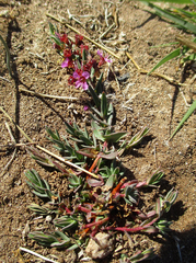 Ammannia luederitzii