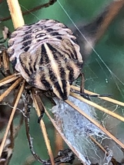 Graphosoma italicum italicum