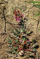 Ammannia luederitzii