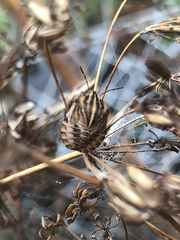 Graphosoma italicum italicum