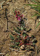 Ammannia luederitzii