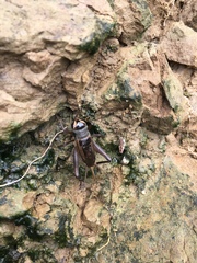 Teleogryllus occipitalis