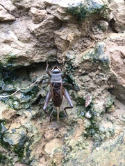 Teleogryllus occipitalis