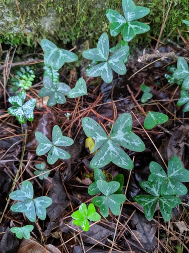 Oxalis griffithii iNat (1)