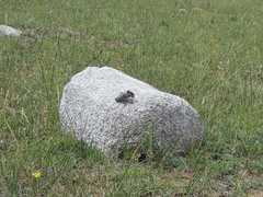 Bradyporinae