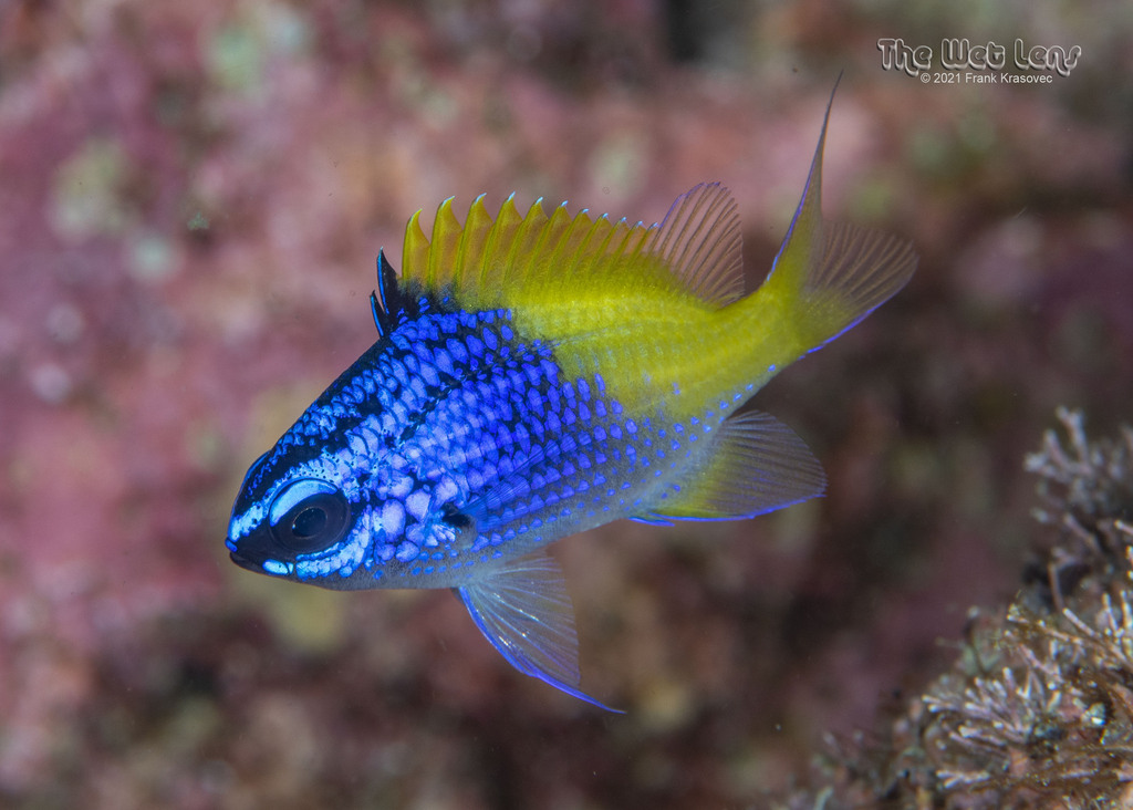 Photo of Limbaugh's Chromis (Chromis limbaughi)