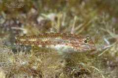 Redlight Goby photo 1