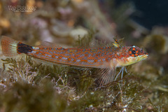Lizard Triplefin photo 1