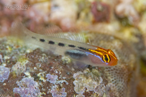 Redhead Goby