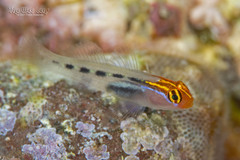 Redhead Goby photo 1