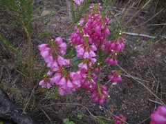 Erica axilliflora