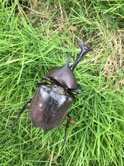 Trypoxylus dichotomus