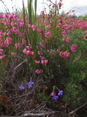 Erica axilliflora