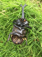 Trypoxylus dichotomus