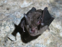 Rhinolophus capensis