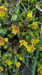 Sedum alpestre