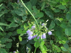 Adenophora triphylla