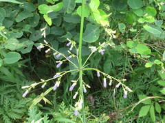 Adenophora triphylla