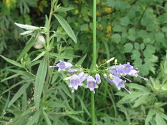 Adenophora triphylla