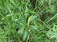 Adenophora triphylla