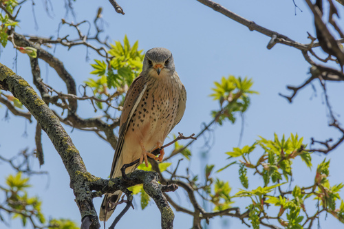 Cernícalo vulgar (Falco tinnunculus)