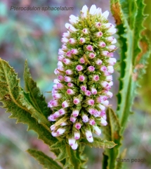 Pterocaulon serrulatum