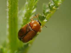 Cryptocephalus fulvus