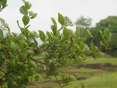 Premna serratifolia