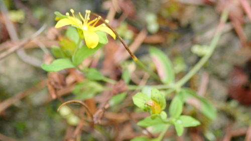 ľubovník rozprestretý (Hypericum humifusum)