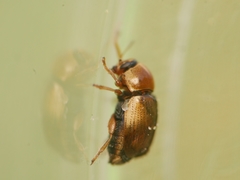 Cryptocephalus fulvus