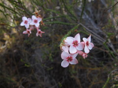 Erica ampullacea