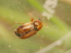 Cryptocephalus fulvus