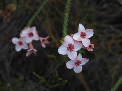 Erica ampullacea