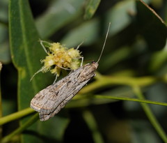 Nomophila corticalis