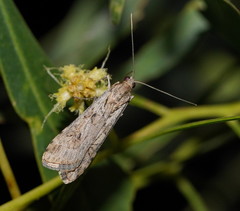 Nomophila corticalis
