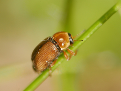 Cryptocephalus fulvus