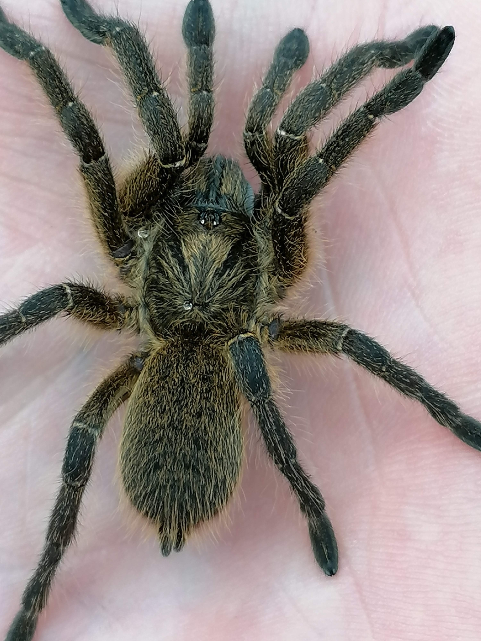 Common Baboon Spider (Harpactira gigas) · iNaturalist