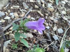 Campanula trachelium