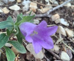 Campanula trachelium