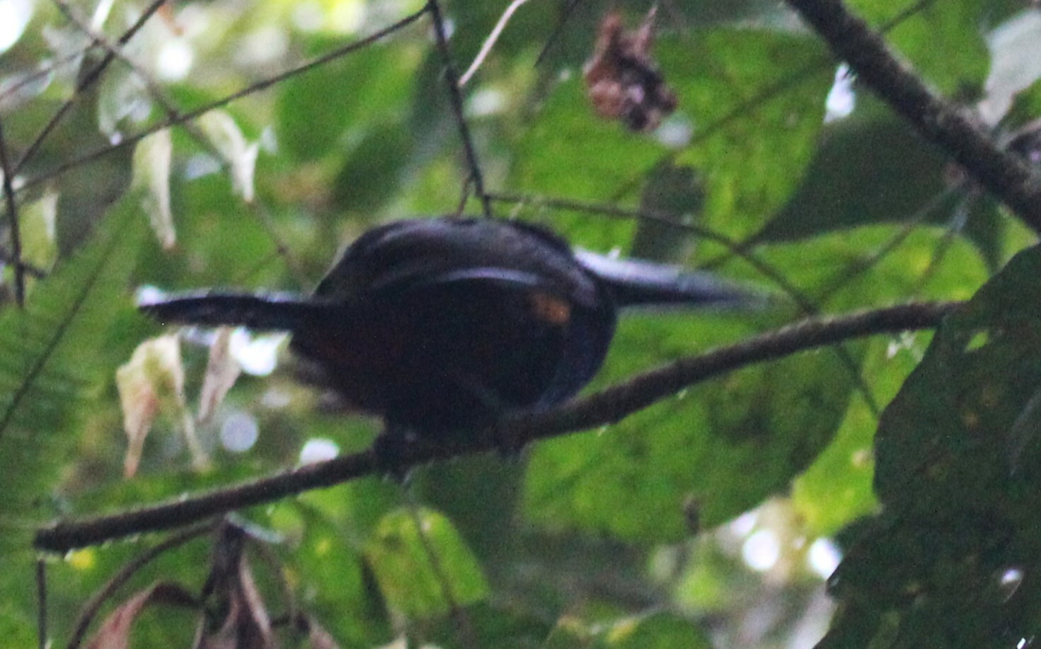 Yellow-eared Toucanet (Selenidera spectabilis), photo 7
