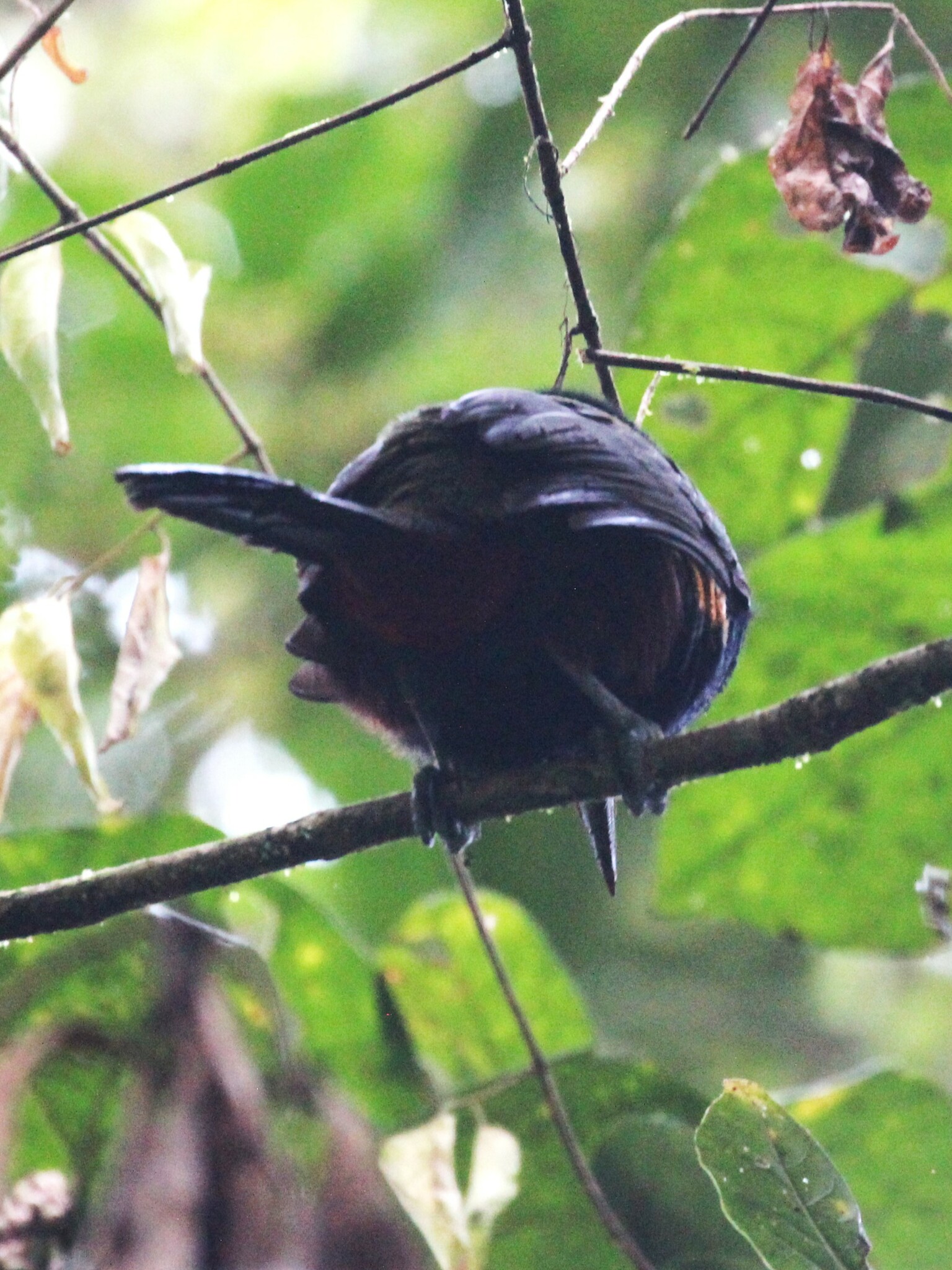 Yellow-eared Toucanet (Selenidera spectabilis), photo 5