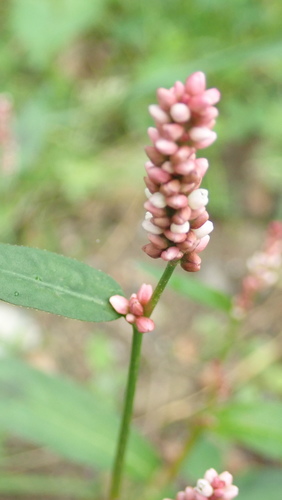 horčiak broskyňolistý (Persicaria maculosa)