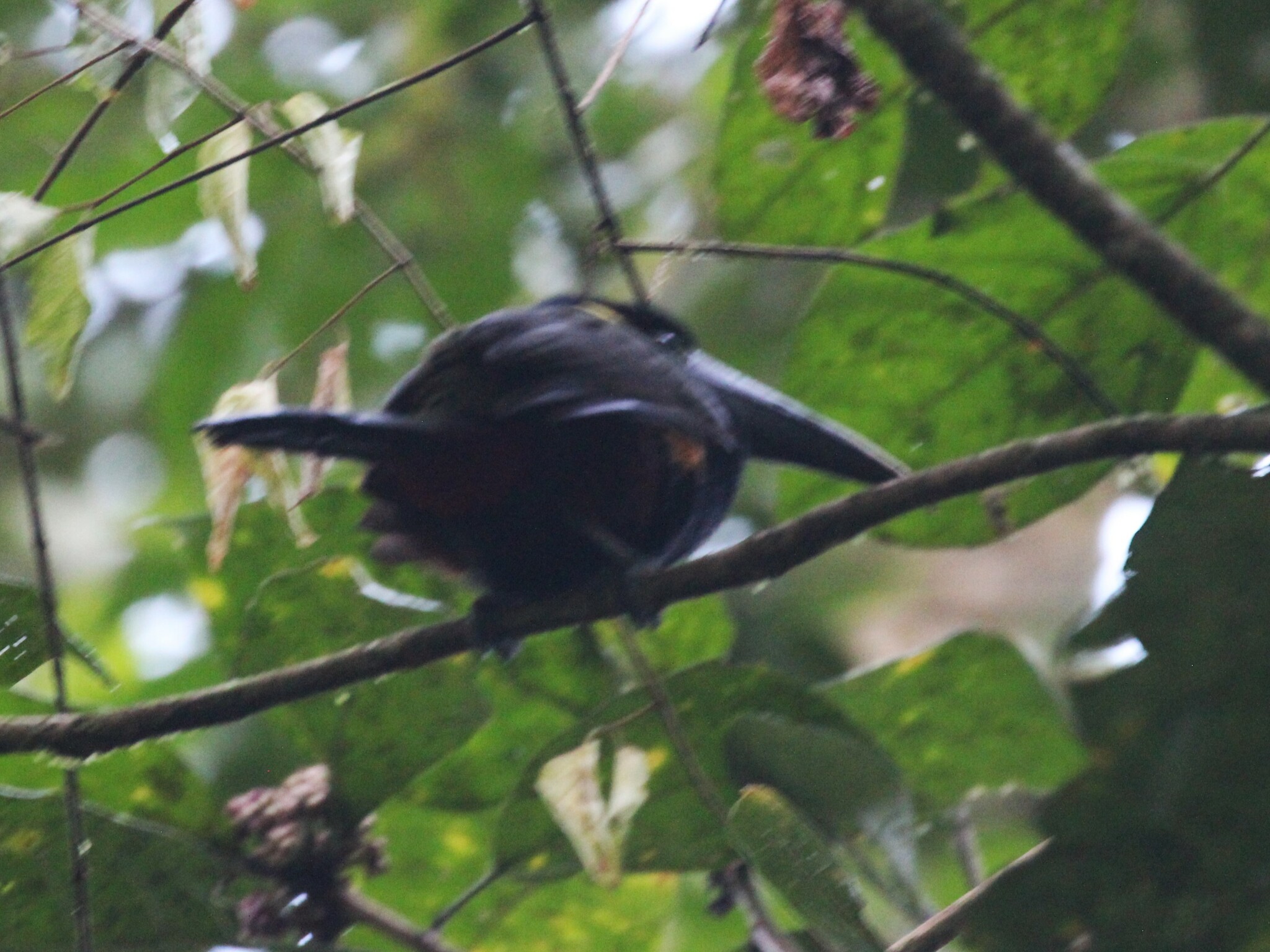 Yellow-eared Toucanet (Selenidera spectabilis), photo 4