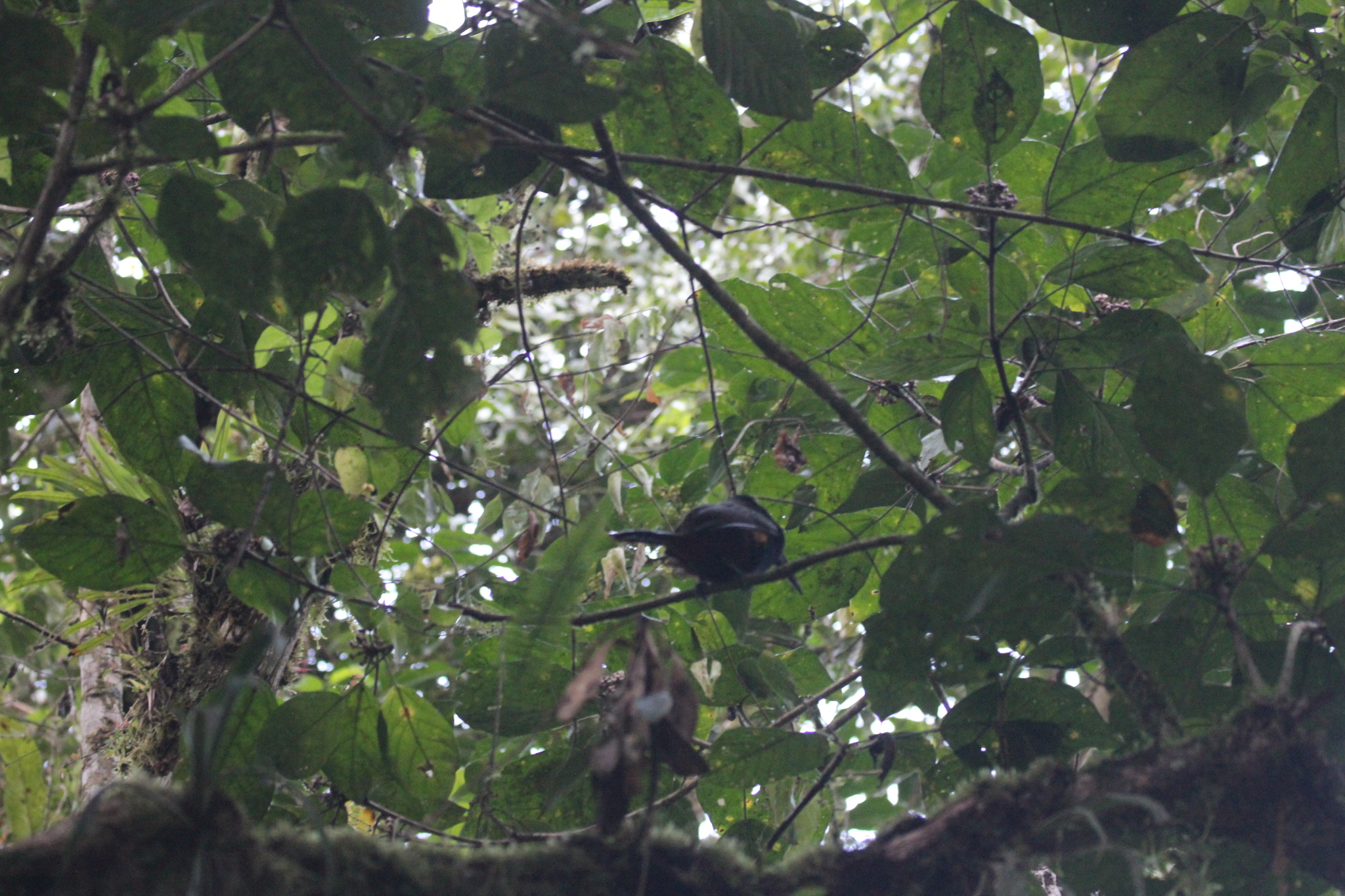 Yellow-eared Toucanet (Selenidera spectabilis), photo 6
