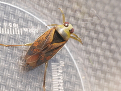 Notonecta maculata